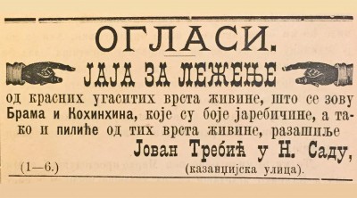 Oglas iz 1882: Jaja za leženje, Jovan Trebić iz Novog Sada